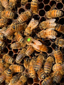 Indoor 'queen Banking' Could Help Beekeepers Deal With, 58% OFF